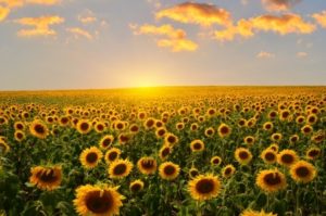 field of blooming sunflowers on a background sunset