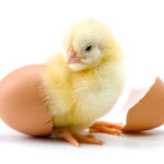Which comes first…the chicken or the egg?