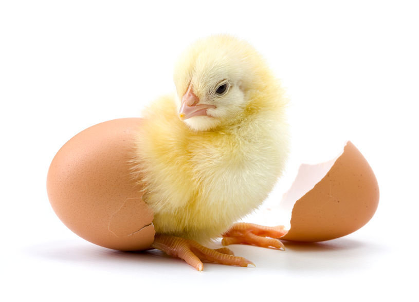 Which comes first…the chicken or the egg?