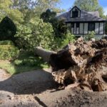 A Tree Falls in Brookline (Alarming and Shocking Story That You Didn’t See In the Headlines)